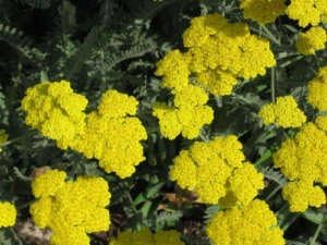 Flower Seeds, Seeds,Seeds For Planting,Plant Seeds