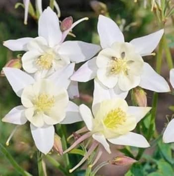 Flower Seeds, Seeds,Seeds For Planting,Plant Seeds