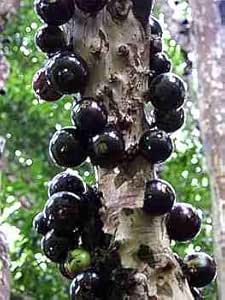 Jabuticaba Fruit Seeds – Heirloom, Non-GMO Seeds for Rare Exotic Fruit Garden Planting