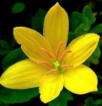 Yellow Zephyranthes Flower Seeds for Planting – Heirloom, Non-GMO, High Germination Organic Garden Seeds