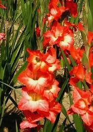 Flower Seeds, Seeds,Seeds For Planting,Plant Seeds