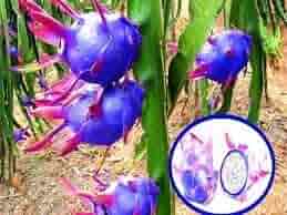 Fruit Seeds,Garden seeds, Seeds For Planting,Plant Seeds