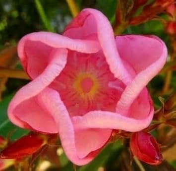 Flower Seeds, Seeds,Seeds For Planting,Plant Seeds