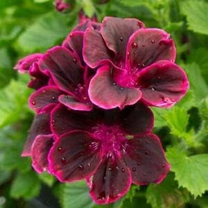 Flower Seeds, Seeds,Seeds For Planting,Plant Seeds