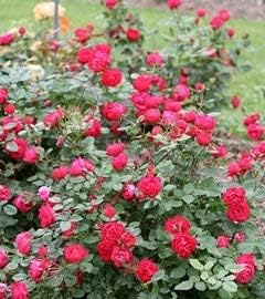 Flower Seeds, Seeds,Seeds For Planting,Plant Seeds