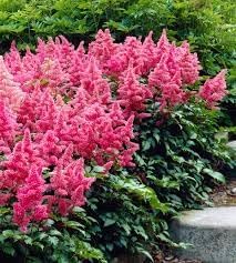 Flower Seeds, Seeds,Seeds For Planting,Plant Seeds