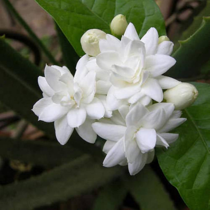 Jasmine Flower Seeds for Planting – Colorful Display Heirloom Non-GMO, High Germination Organic Garden Seeds