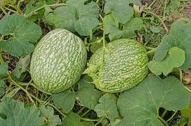 Vegetable Seeds,Garden seeds, Seeds For Planting,Plant Seeds
