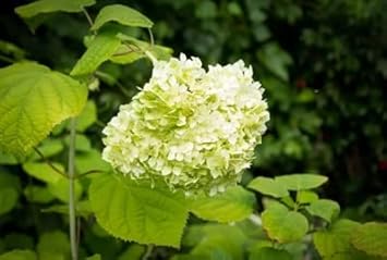Green White Hydrangea Flower Seeds for Planting – Heirloom, Non-GMO, High Germination Garden Seeds