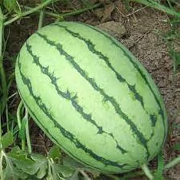 Fruit Seeds,Garden seeds, Seeds For Planting,Plant Seeds