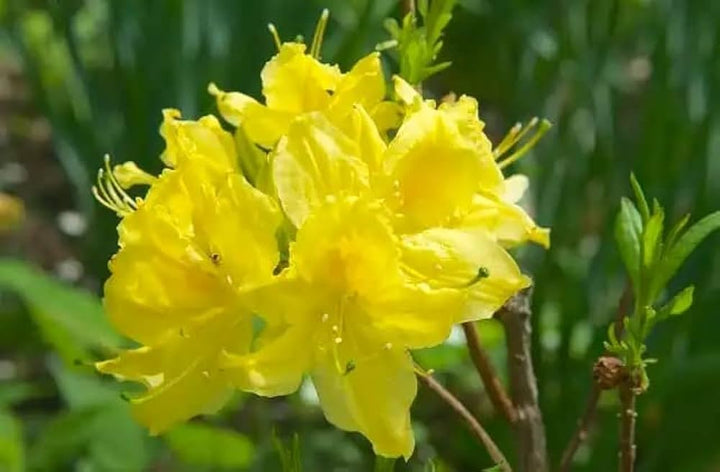 Yellow Green Azalea Flower Seeds for Planting – Heirloom, Non-GMO, High Germination, Organic Garden Seeds