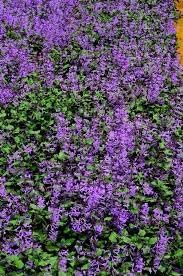 Flower Seeds, Seeds,Seeds For Planting,Plant Seeds