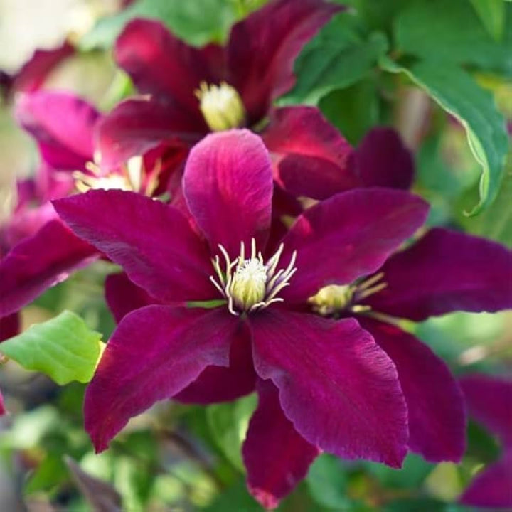 Flower Seeds, Seeds,Seeds For Planting,Plant Seeds
