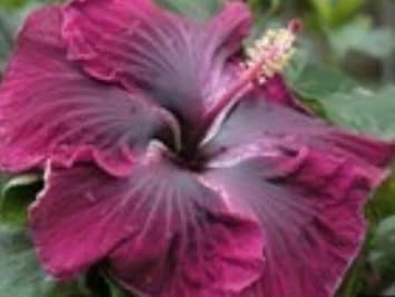 Flower Seeds, Seeds,Seeds For Planting,Plant Seeds