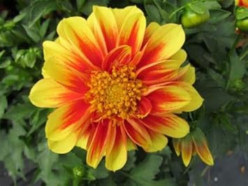 Flower Seeds, Seeds,Seeds For Planting,Plant Seeds