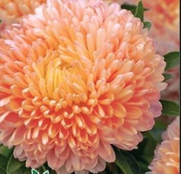 Flower Seeds, Seeds,Seeds For Planting,Plant Seeds