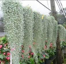 Flower Seeds, Seeds,Seeds For Planting,Plant Seeds