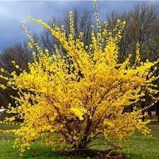 Flower Seeds, Seeds,Seeds For Planting,Plant Seeds