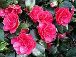 Flower Seeds, Seeds,Seeds For Planting,Plant Seeds