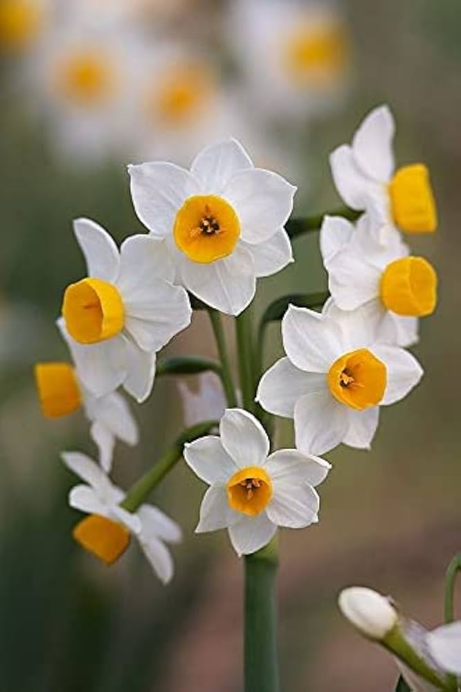 White Narcissus Flower Seeds for Planting Heirloom Non-GMO High Germination
