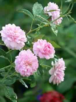 Light Pink Rose Flower Seeds for Planting | Cottage Garden Heirloom, Non-GMO, High Germination Seeds