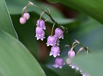 Flower Seeds, Seeds,Seeds For Planting,Plant Seeds