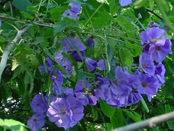 Flower Seeds, Seeds,Seeds For Planting,Plant Seeds
