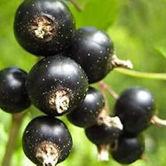 Fruit Seeds,Garden seeds, Seeds For Planting,Plant Seeds