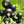 Fruit Seeds,Garden seeds, Seeds For Planting,Plant Seeds