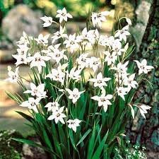 Flower Seeds, Seeds,Seeds For Planting,Plant Seeds