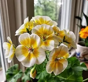 Yellow White Geranium Flower Seeds for Planting – Heirloom, Non-GMO, High Germination Organic Garden Seeds