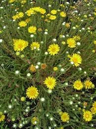 Flower Seeds, Seeds,Seeds For Planting,Plant Seeds