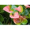 Anthurium Pink Green Flower Seeds for Planting – Heirloom, Non-GMO, High Germination Organic Garden Seeds