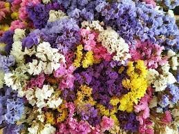 Flower Seeds, Seeds,Seeds For Planting,Plant Seeds