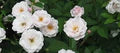 Polyantha Rose Flower Seeds for Planting – Heirloom, Non-GMO, High Germination Organic Garden Seeds