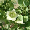 Codonopsis Flower Seeds for Planting – Heirloom, Non-GMO, High Germination Premium Quality Seeds