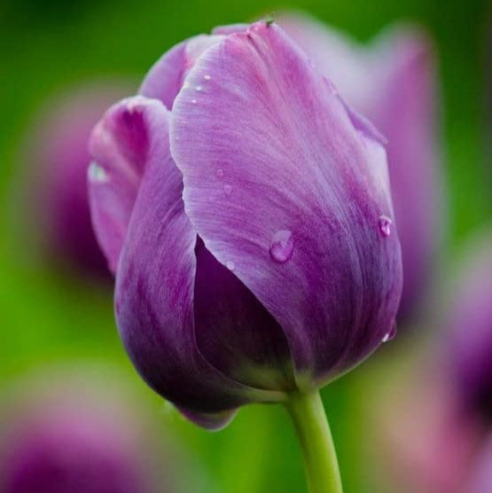 Flower Seeds, Seeds,Seeds For Planting,Plant Seeds