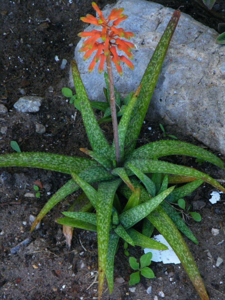 Orange Aloe Vera Herb Seeds – Heirloom, Non-GMO Seeds for Healthy Medicinal Garden Planting