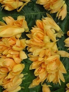 Flower Seeds, Seeds,Seeds For Planting,Plant Seeds