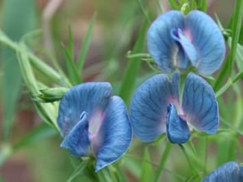 Flower Seeds, Seeds,Seeds For Planting,Plant Seeds