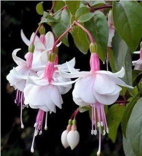 Flower Seeds, Seeds,Seeds For Planting,Plant Seeds