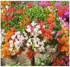 Flower Seeds, Seeds,Seeds For Planting,Plant Seeds