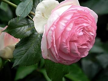 Flower Seeds, Seeds,Seeds For Planting,Plant Seeds