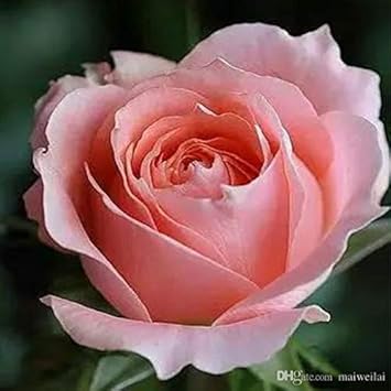 Flower Seeds, Seeds,Seeds For Planting,Plant Seeds
