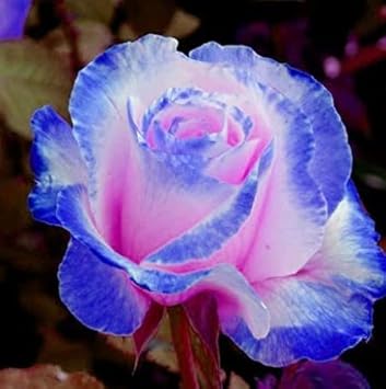 Flower Seeds, Seeds,Seeds For Planting,Plant Seeds