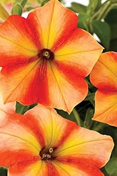 Flower Seeds, Seeds,Seeds For Planting,Plant Seeds