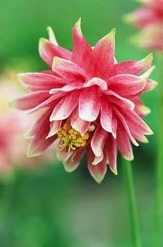 Flower Seeds, Seeds,Seeds For Planting,Plant Seeds