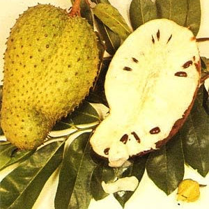 Fruit Seeds,Garden seeds, Seeds For Planting,Plant Seeds