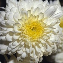 Flower Seeds, Seeds,Seeds For Planting,Plant Seeds