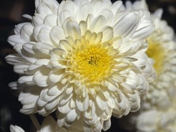 Flower Seeds, Seeds,Seeds For Planting,Plant Seeds
